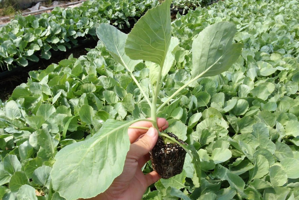 cabbage-1vl