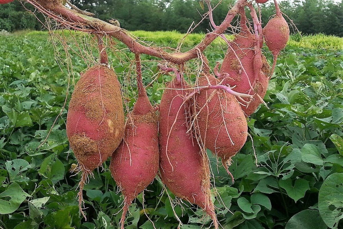 sweet-potato,satsumaimo-1vl