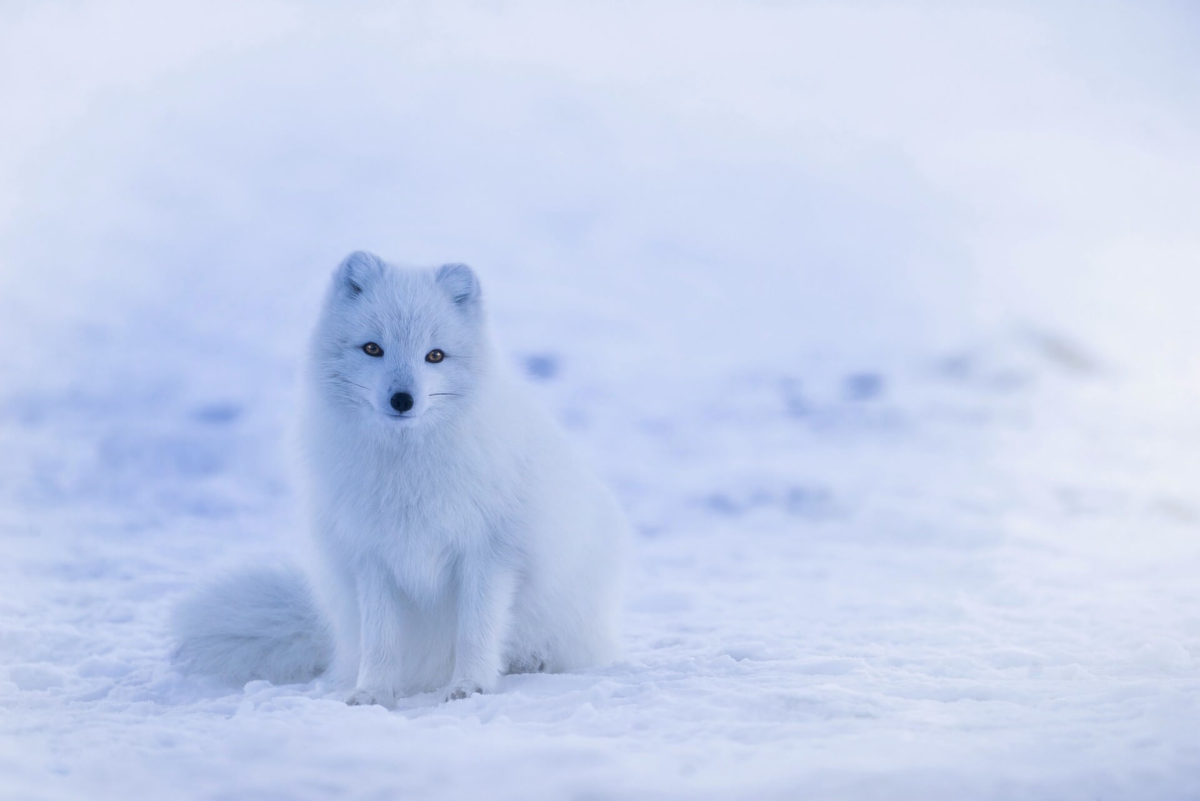 12,December,snow,winter,fox-1vl
