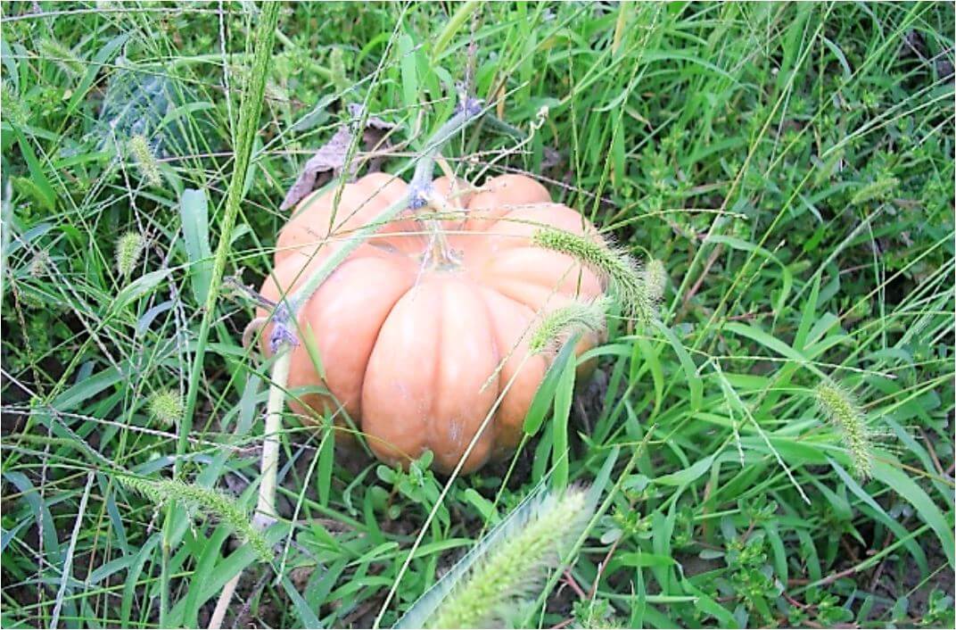 kabocha,pumpkin-10vl