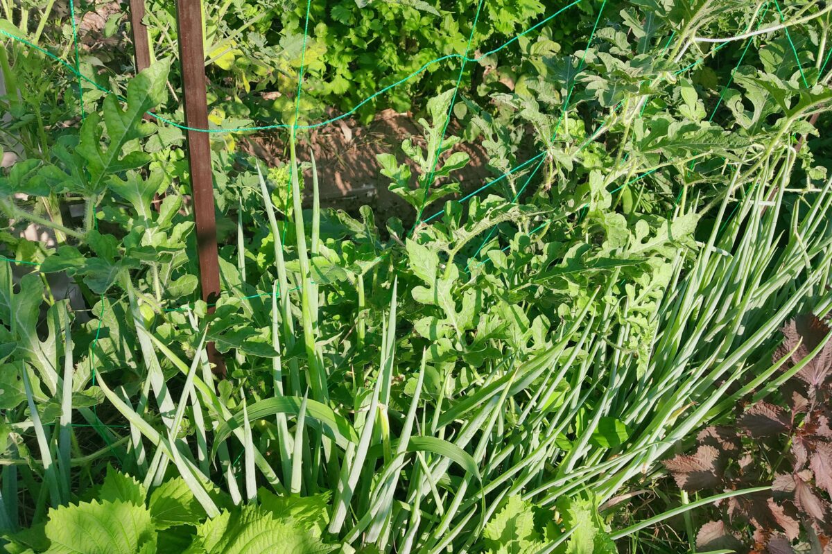 suika watermelon negi kj