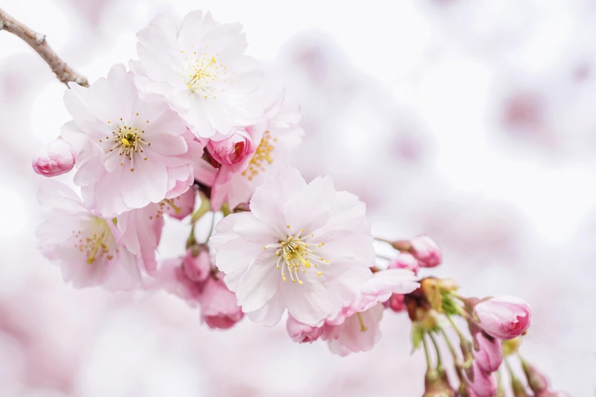 sakura,cherry-blossoms ve