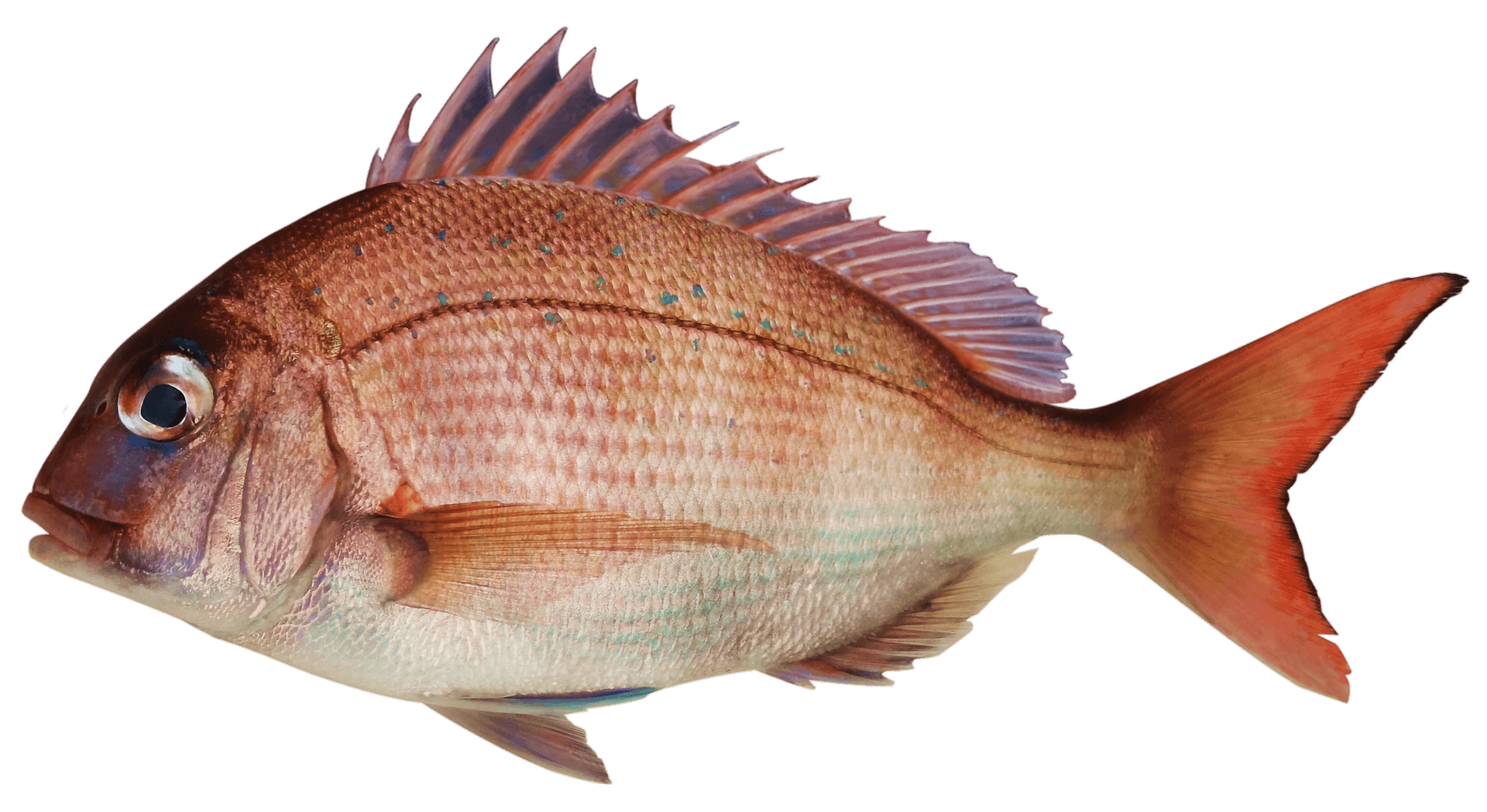 tai red snapper ve