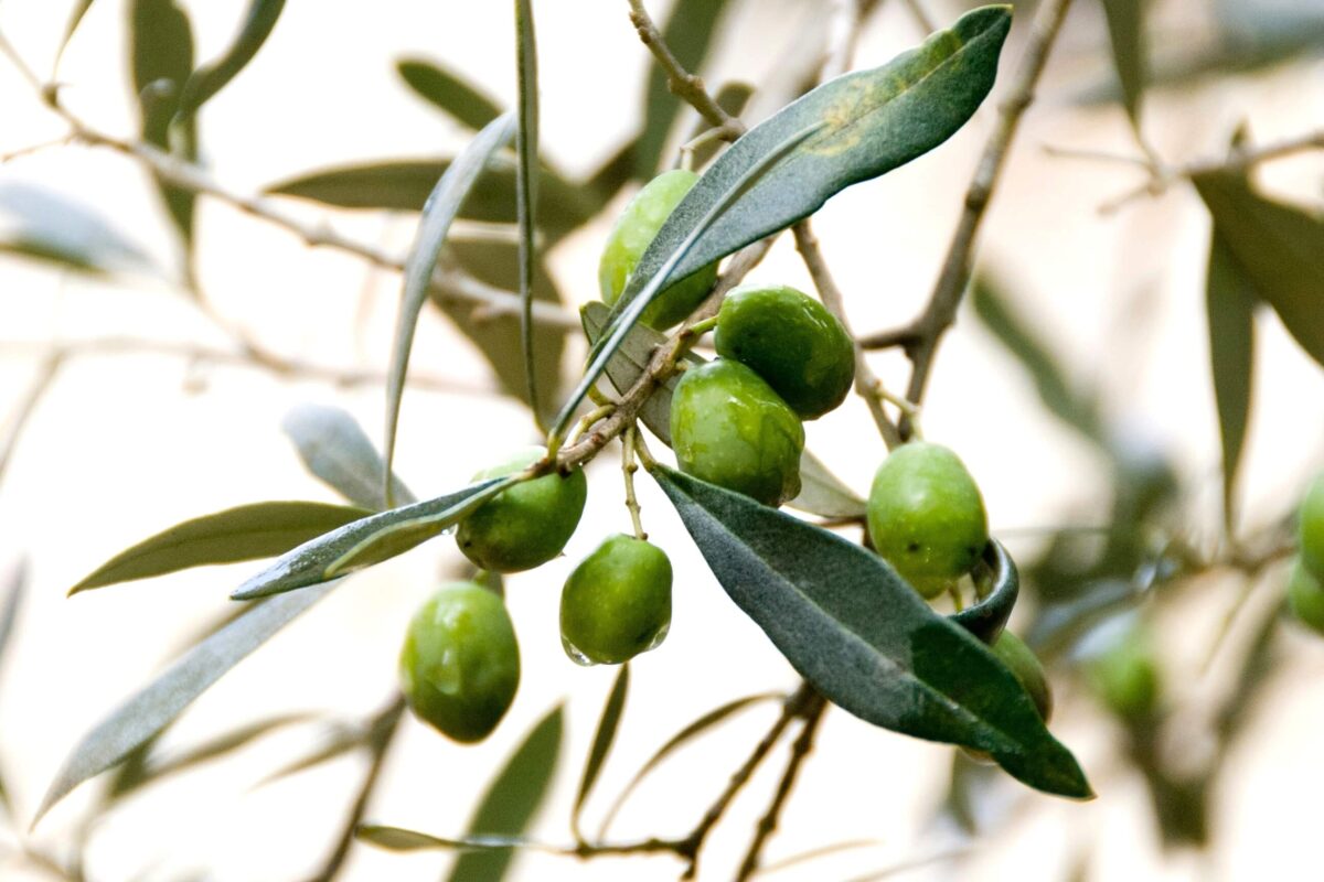 olive ve3